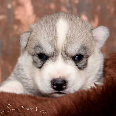 Husky, Huskyzucht, Huskyerlebnisse, Husky-Erlebnisse, Schlittenhunde, Schlittenhundefahrt, Huskytour, Bayern, Altmühltal, Dietfurt, Welpen, Steiger, Trekking, Wandern, Huskyshooting, Huskies, Huskys, Sibirien Husky, Siberian Husky, Erlebnis, Abenteuer, Geschenk, of Snow Wolf Valley, Huskyranch, Huskykennel, Baghira, Kenai, Suma, Daja, Shanti, Apanatschi, Apache, Nayeli, Navaja, Chilko, Dyani, Diego, Nscho-tschi, Holly, Gucci, Akela, Zazu, Timber, Inuki, Ishani