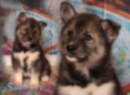 Husky, Huskyzucht, Huskyerlebnisse, Husky-Erlebnisse, Schlittenhunde, Schlittenhundefahrt, Huskytour, Bayern, Altmühltal, Dietfurt, Welpen, Steiger, Trekking, Wandern, Huskyshooting, Huskies, Huskys, Sibirien Husky, Siberian Husky, Erlebnis, Abenteuer, Geschenk, of Snow Wolf Valley, Huskyranch, Huskykennel, Baghira, Kenai, Suma, Daja, Shanti, Apanatschi, Apache, Nayeli, Navaja, Chilko, Dyani, Diego, Nscho-tschi, Holly, Gucci, Akela, Zazu, Timber, Inuki, Ishani, VDH, DCNH, FCI, Hundezucht