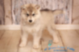 Husky, Huskyzucht, Huskyerlebnisse, Husky-Erlebnisse, Schlittenhunde, Schlittenhundefahrt, Huskytour, Bayern, Altmühltal, Dietfurt, Welpen, Steiger, Trekking, Wandern, Huskyshooting, Huskies, Huskys, Sibirien Husky, Siberian Husky, Erlebnis, Abenteuer, Geschenk, of Snow Wolf Valley, Huskyranch, Huskykennel, Baghira, Kenai, Suma, Daja, Shanti, Apanatschi, Apache, Nayeli, Navaja, Chilko, Dyani, Diego, Nscho-tschi, Holly, Gucci, Akela, Zazu, Timber, Inuki, Ishani, VDH, DCNH, FCI, Hundezucht