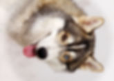 Husky, Huskyzucht, Huskyerlebnisse, Husky-Erlebnisse, Schlittenhunde, Schlittenhundefahrt, Huskytour, Bayern, Altmühltal, Dietfurt, Welpen, Steiger, Trekking, Wandern, Huskyshooting, Huskies, Huskys, Sibirien Husky, Siberian Husky, Erlebnis, Abenteuer, Geschenk, of Snow Wolf Valley, Huskyranch, Huskykennel, Baghira, Kenai, Suma, Daja, Shanti, Apanatschi, Apache, Nayeli, Navaja, Chilko, Dyani, Diego, Nscho-tschi, Holly, Gucci, Akela, Zazu, Timber, Inuki, Ishani