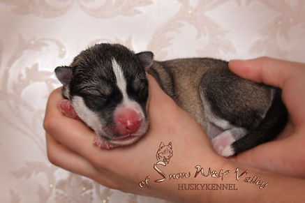 Husky, Huskyzucht, Huskyerlebnisse, Husky-Erlebnisse, Schlittenhunde, Schlittenhundefahrt, Huskytour, Bayern, Altmühltal, Dietfurt, Welpen, Steiger, Trekking, Wandern, Huskyshooting, Huskies, Huskys, Sibirien Husky, Siberian Husky, Erlebnis, Abenteuer, Geschenk, of Snow Wolf Valley, Huskyranch, Huskykennel, Baghira, Kenai, Suma, Daja, Shanti, Apanatschi, Apache, Nayeli, Navaja, Chilko, Dyani, Diego, Nscho-tschi, Holly, Gucci, Akela, Zazu, Timber, Inuki, Ishani