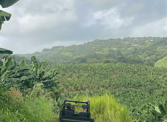 Buggy roulant sur un sentier entouré de plantations de bananes en Martinique.