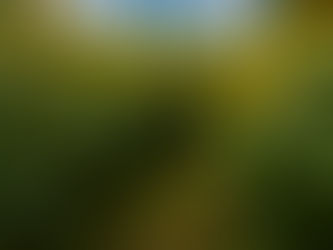 What do Sunflowers and Hot Air Balloons Have In Common?