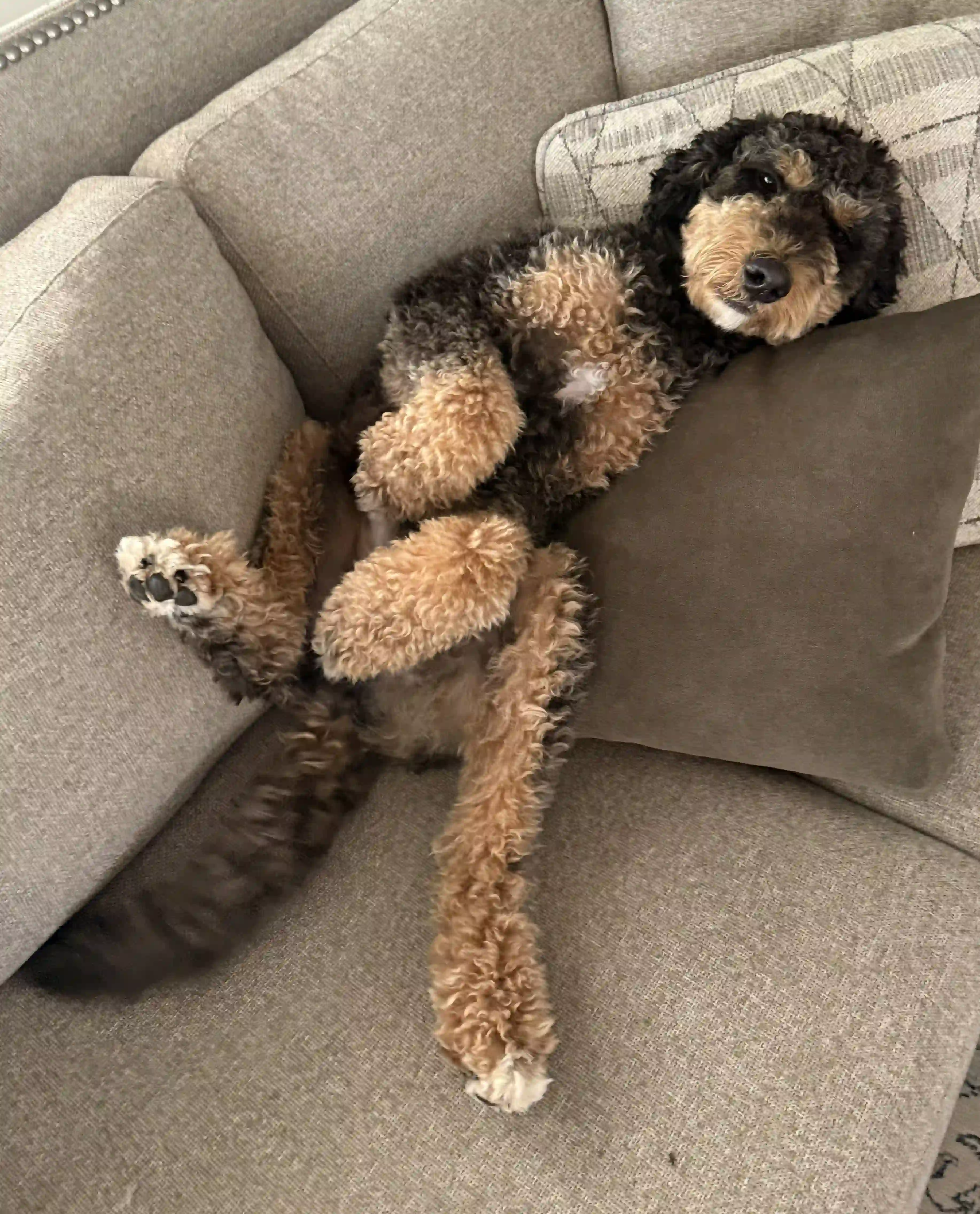 dog laying on his back on a sofa