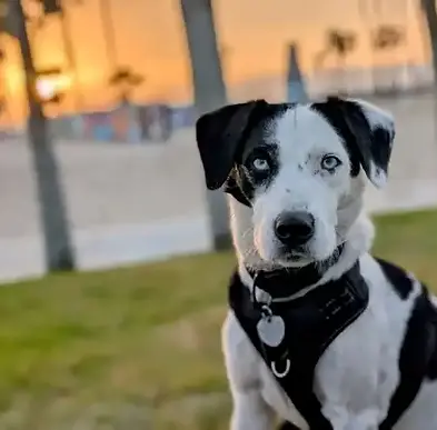 black and white dog on grass near a beach