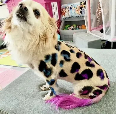 tiny dog dyed with bright colored spots