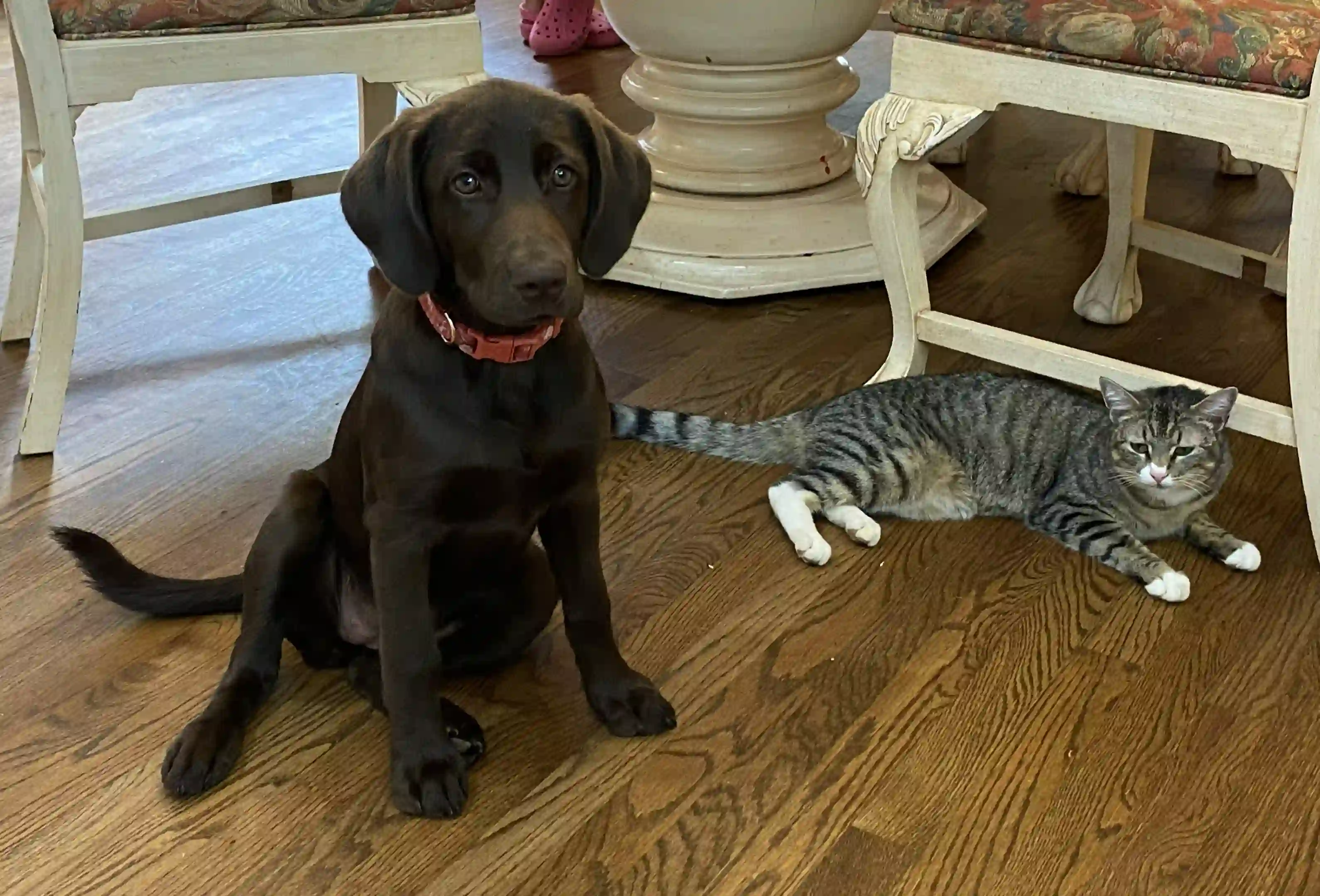 Dog and cat by dining table