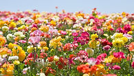 flores do campo.jpg