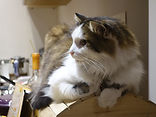 Nazgül - Chat