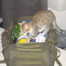 Garde de chats