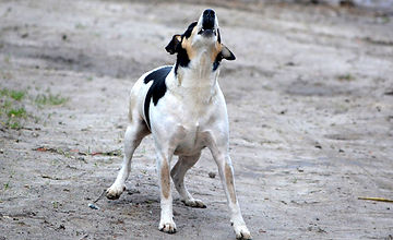 chien qui aboie.jpg