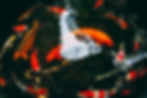 koi fish in a pond