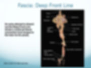 Deep Front Line of Fascia