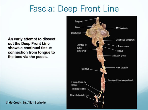 Deep Front Line of Fascia