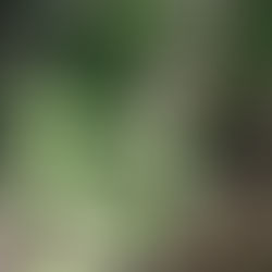 holy basil with green blurred background