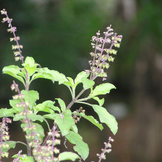 holy basil with green blurred background