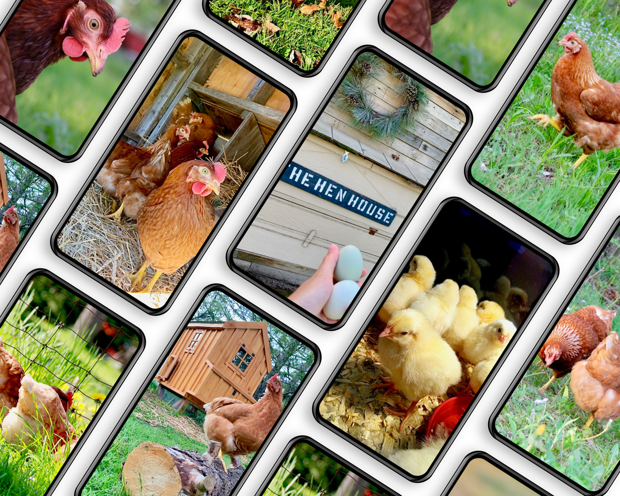 13 Fauna Chickens Phone Wallpapers