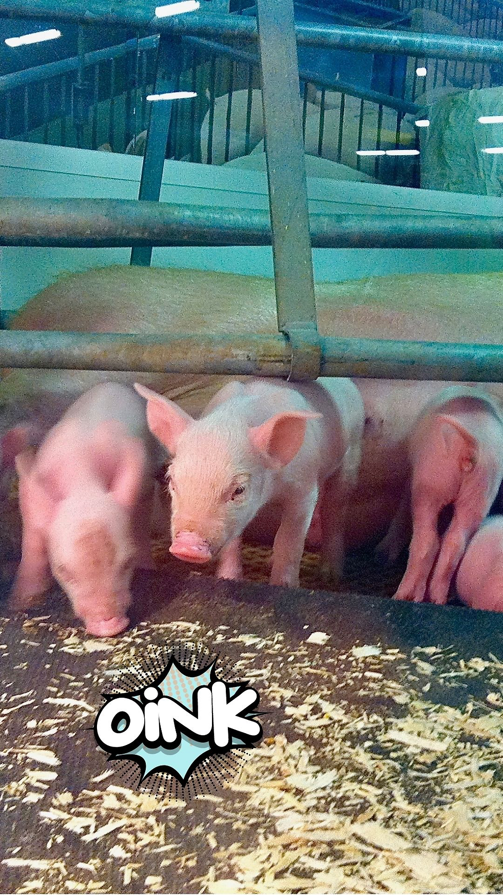 Thumbnail: 7 Farm Faves Phone Wallpapers