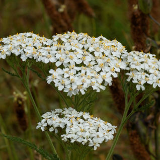Yarrow bouquet of white flowers in front of green and brown blurred background