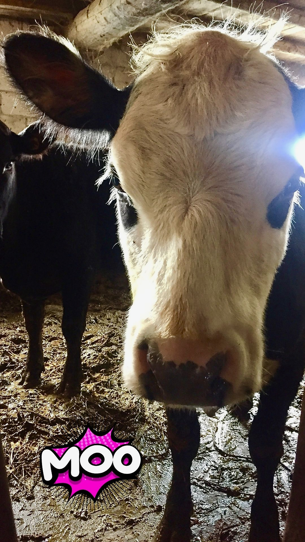 Thumbnail: 7 Farm Faves Phone Wallpapers