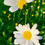 Thumbnail: 11 Floral Daisies Phone Wallpapers