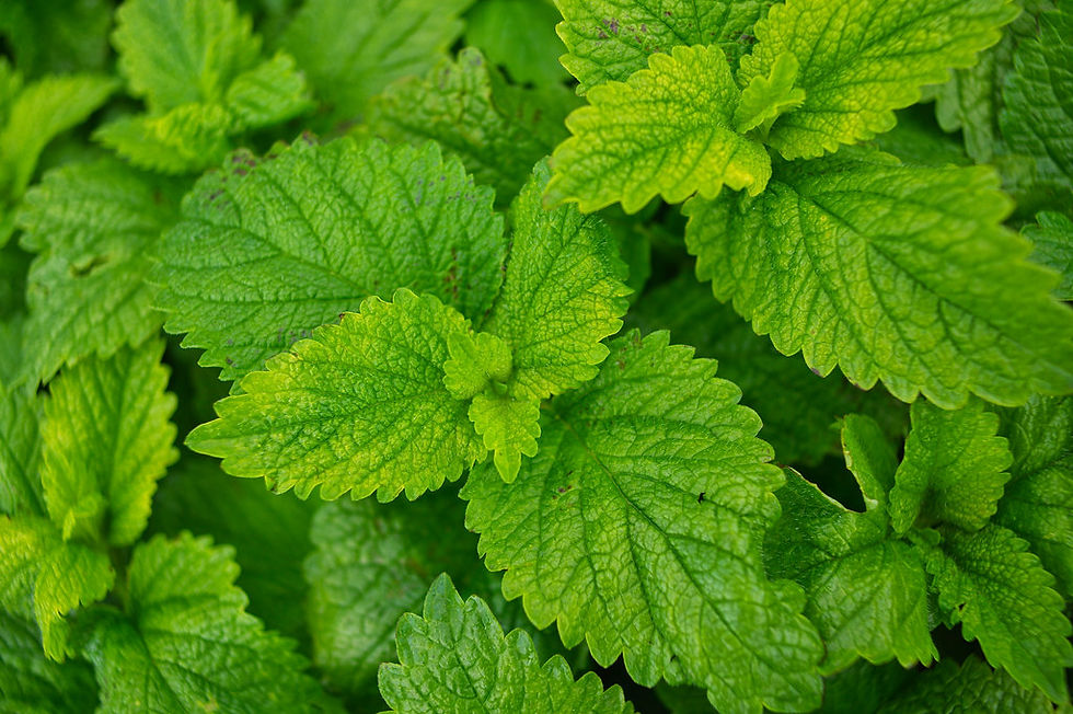 Lemon balm green leaves