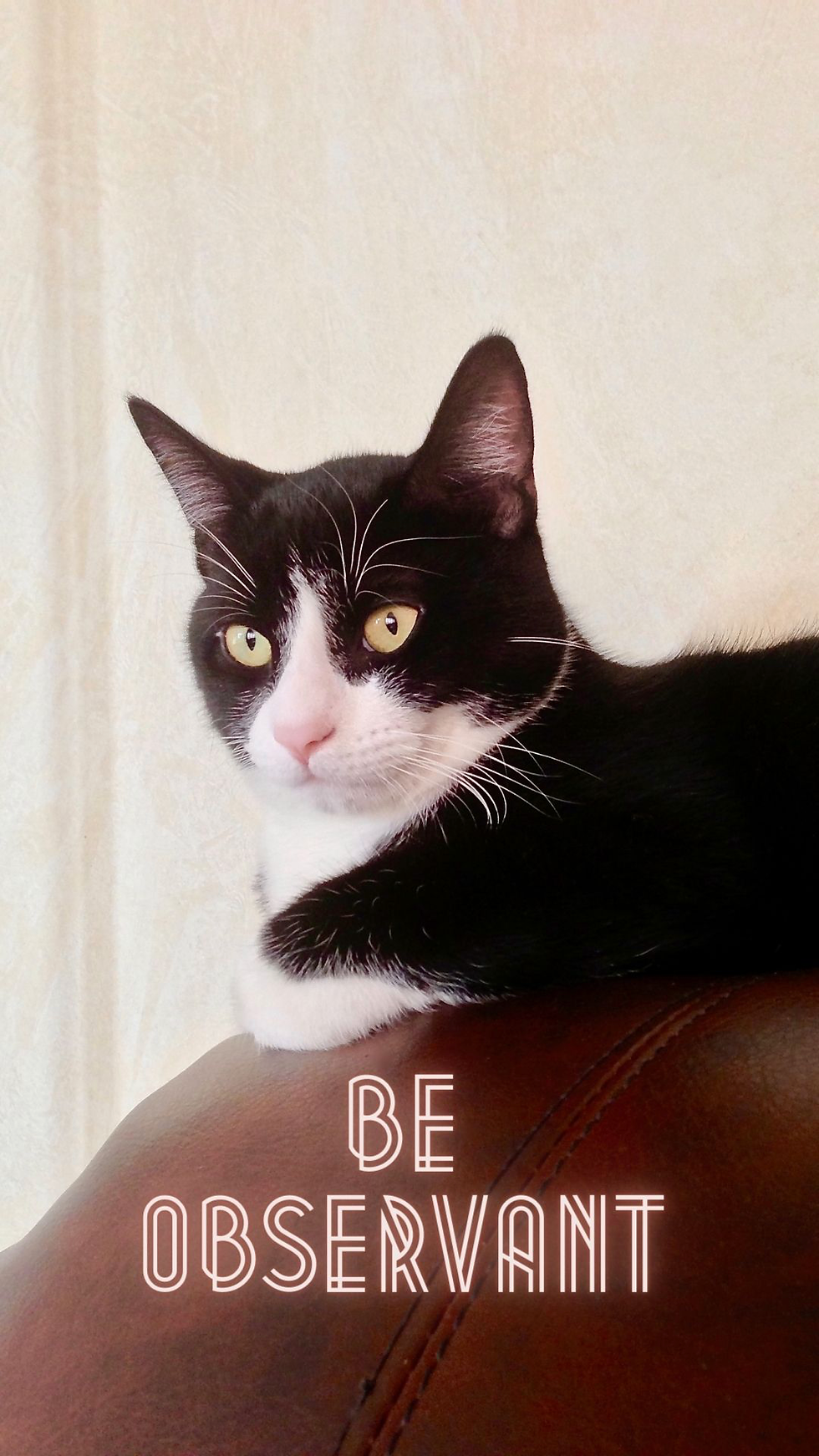 Thumbnail: 4 Pet Cat Phone Wallpapers
