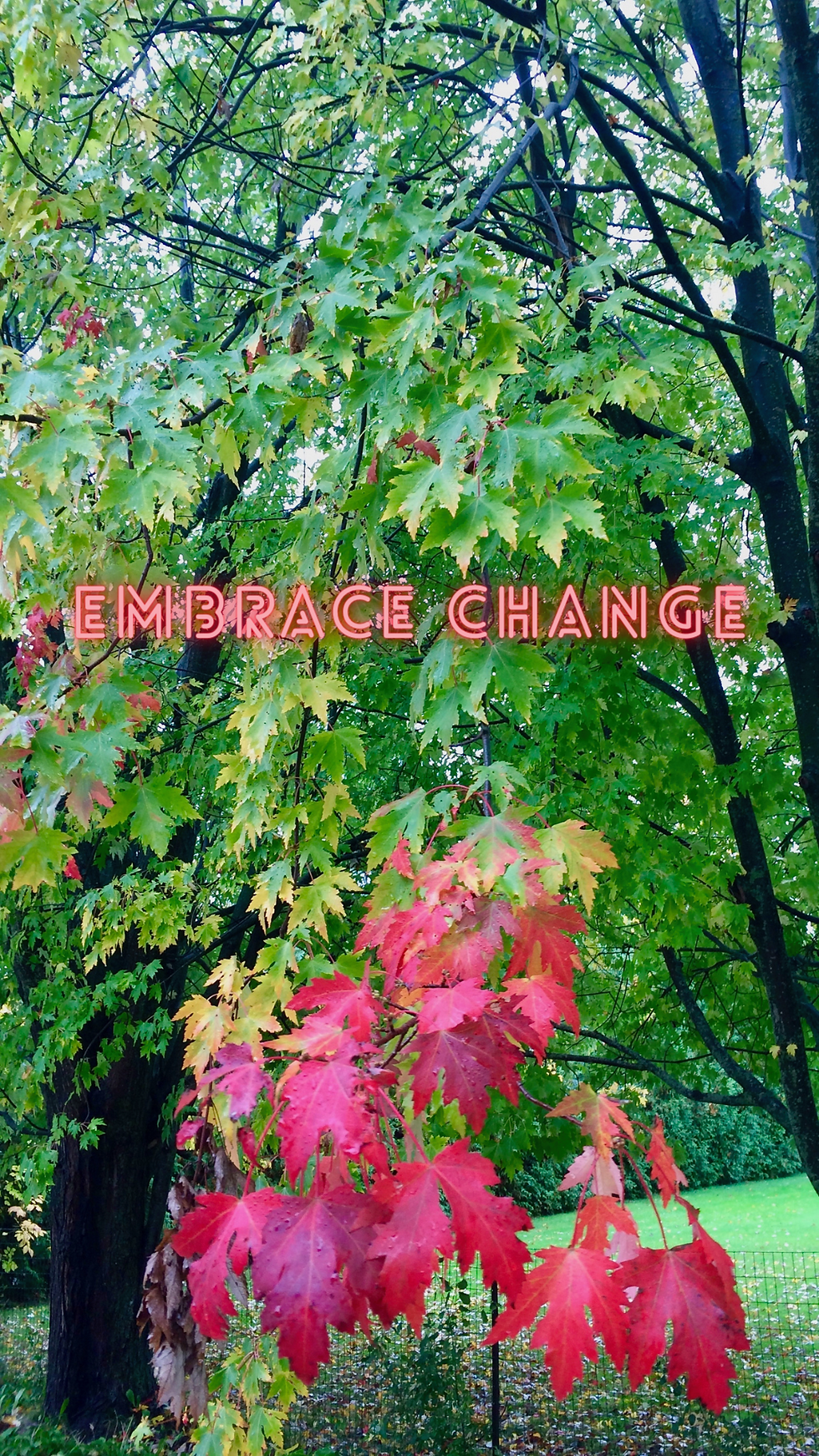 Thumbnail: 26 Flora Autumn Phone Wallpapers