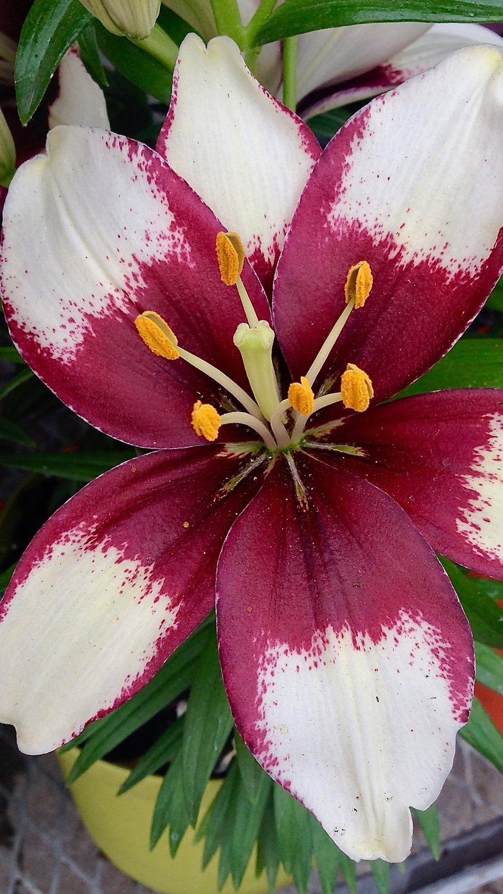Thumbnail: 14 Floral Lillies Phone Wallpapers