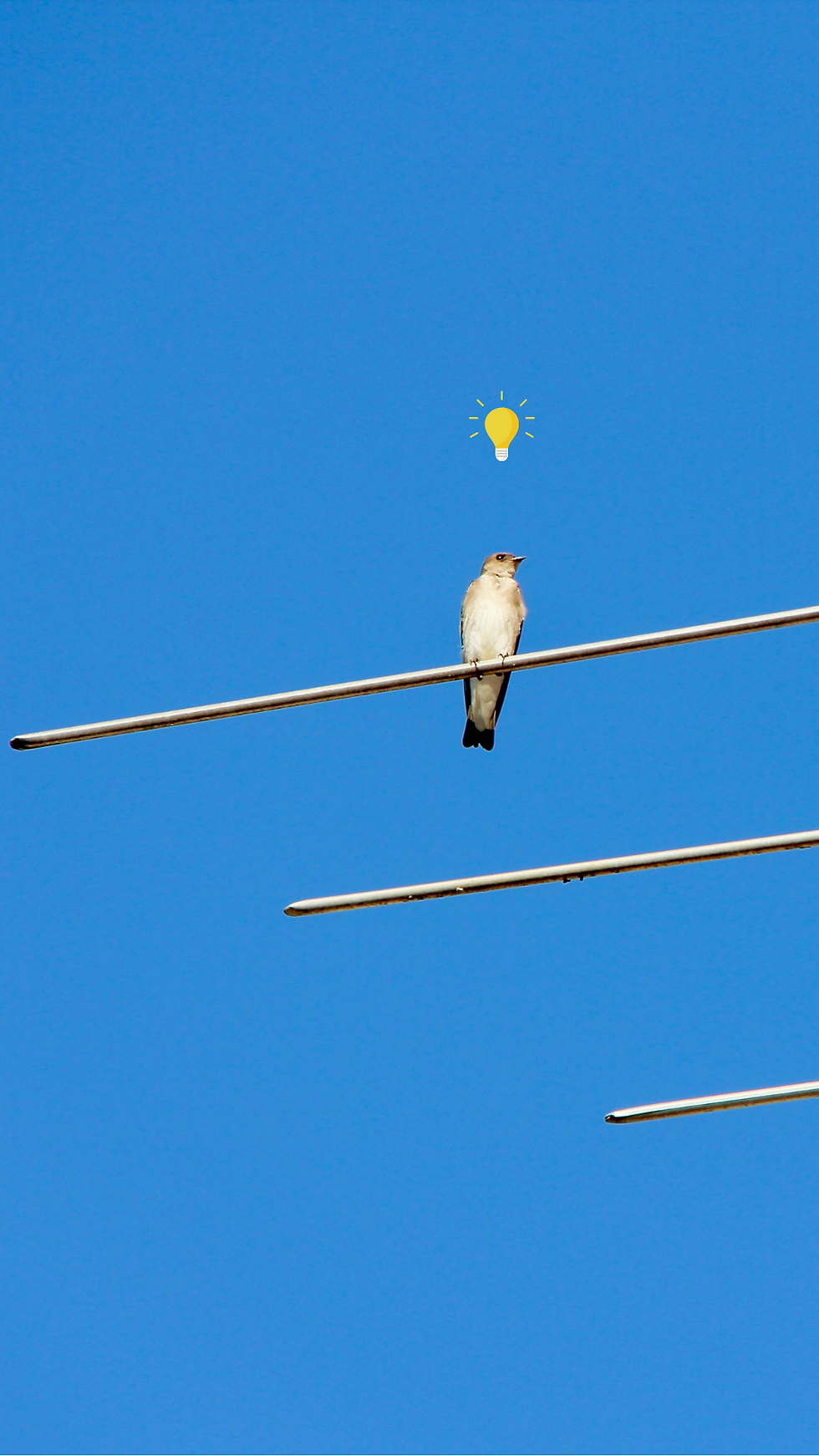 Thumbnail: 16 Fauna Birds Phone Wallpapers