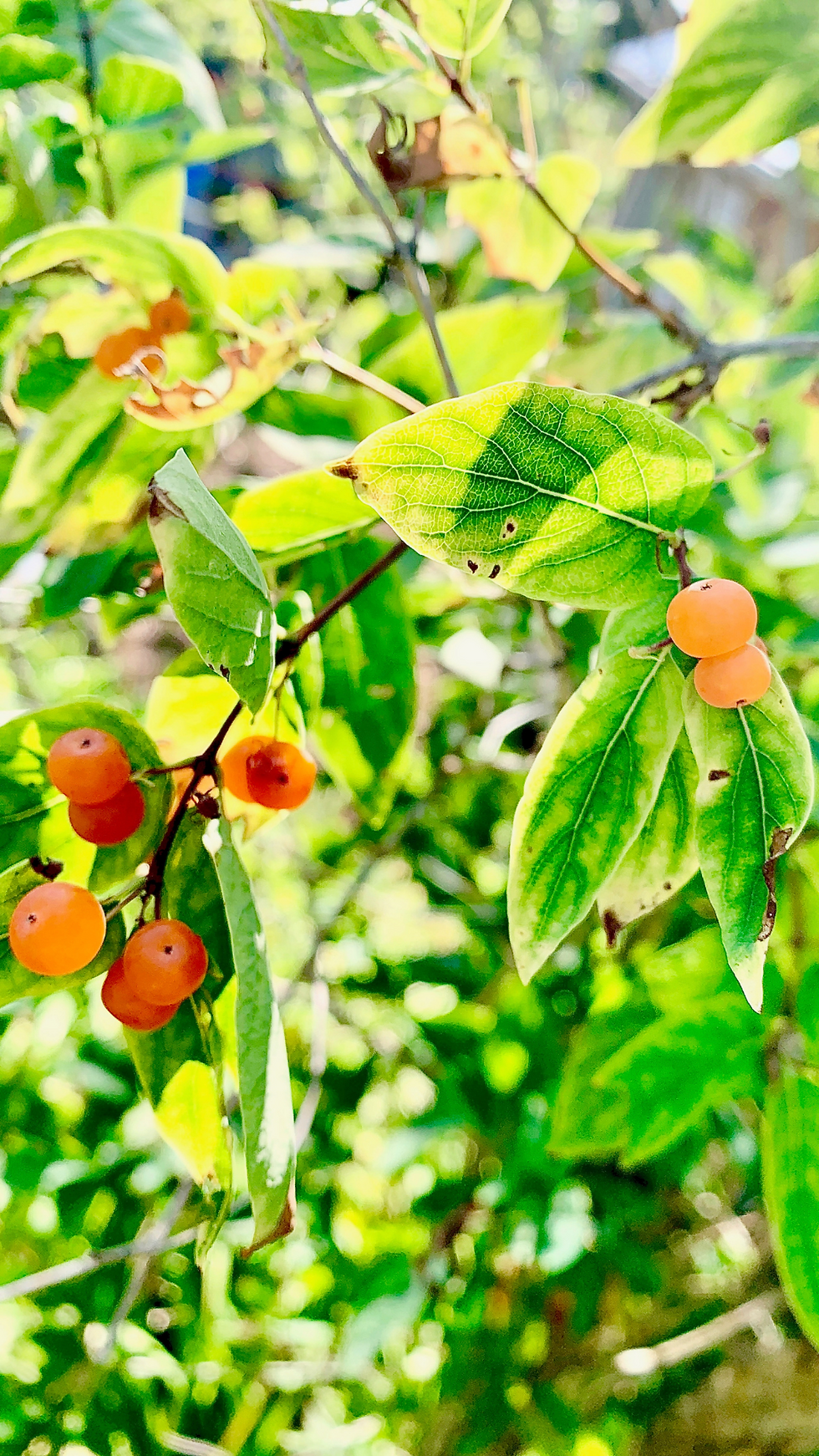 Thumbnail: 15 Support Local Phone Wallpapers