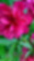 Thumbnail: 18 Floral Peonies Phone Wallpapers