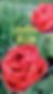 Thumbnail: 18 Floral Peonies Phone Wallpapers