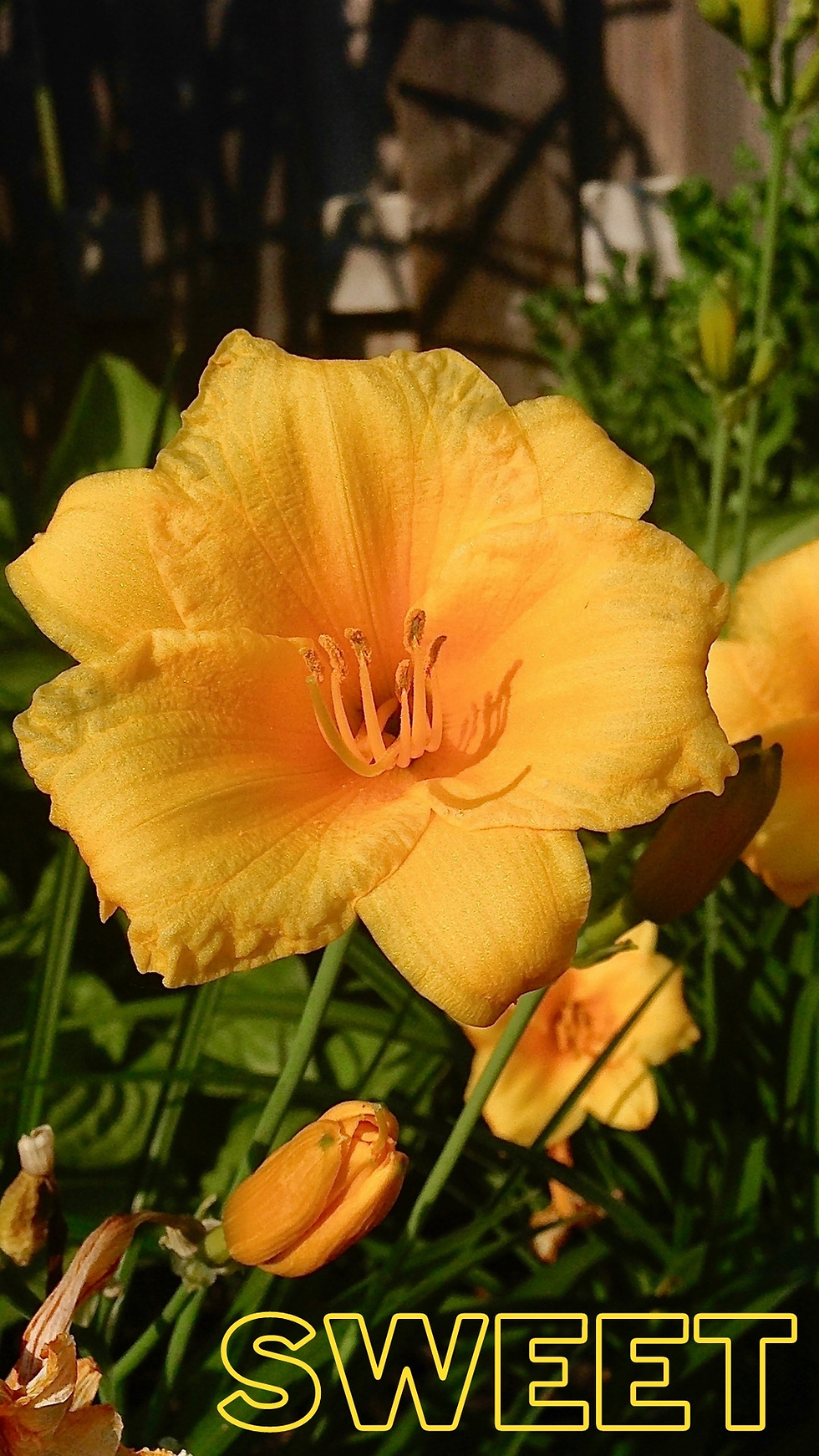 Thumbnail: 14 Floral Lillies Phone Wallpapers