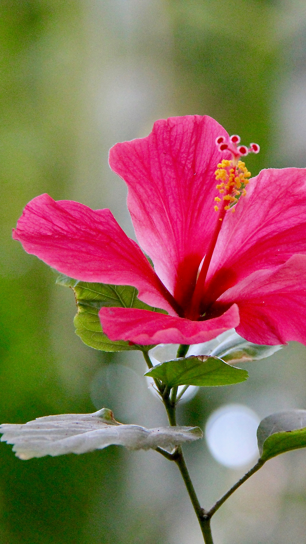 Thumbnail: 20 Floral Faves Phone Wallpapers
