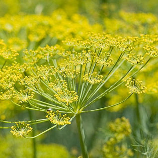 Closeup of Fennel with yellow and green filling the screen
