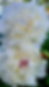 Thumbnail: 18 Floral Peonies Phone Wallpapers