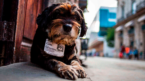 Cuba aprova Decreto-Lei que garante os direitos dos Animais