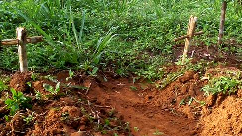 "Grileiros e madeireiros anunciam a morte de agricultores na região oeste do Pará"