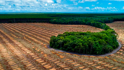 A luta dos trabalhadores rurais do ES contra o latifúndio e a monocultura do eucalipto
