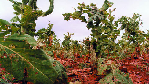 Transnacionais do fumo exploram lavradores no Sul