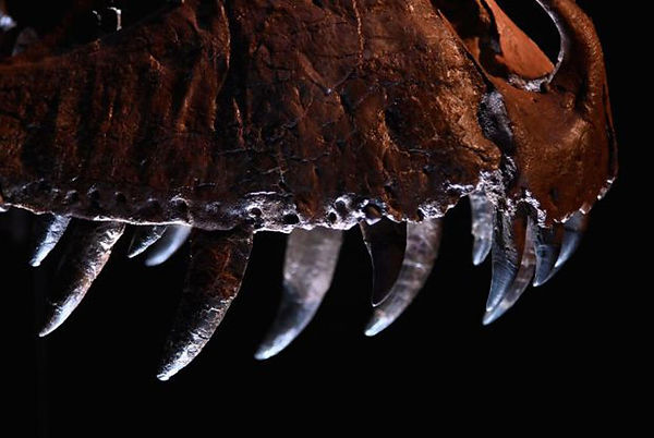 T REX SKELETON (2).png