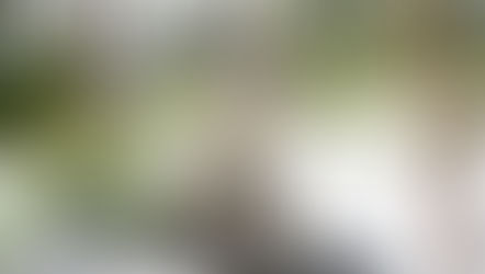 Why Earth's most beloved creatures are headed toward extinction