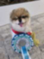 cute dog with rosettes