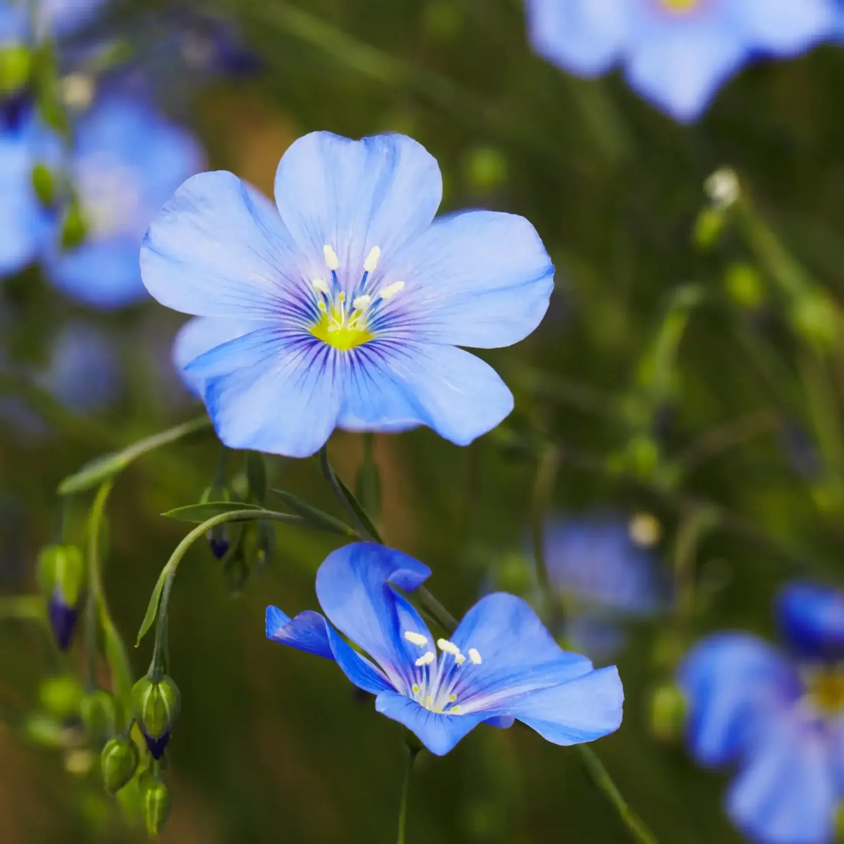 Fleur de Lin
