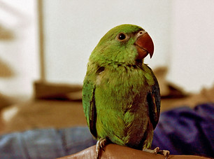 Green Parrot Perched