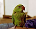 Green Parrot