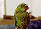 Green Parrot