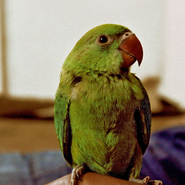 Green Parrot