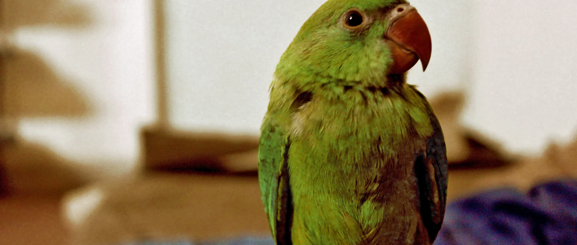 鳥のひろば Amoru